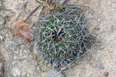 Echinofossulocactus phyllacanthus