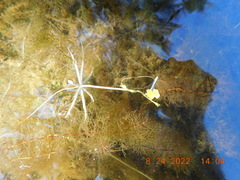 Utricularia radiata