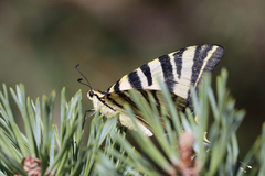 Iphiclides feisthamelii