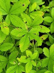 Potentilla simplex