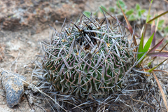 Echinofossulocactus phyllacanthus