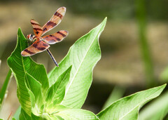Celithemis eponina
