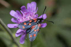 Zygaena