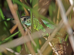 Lacerta schreiberi