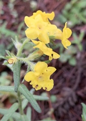 Lithospermum cobrense