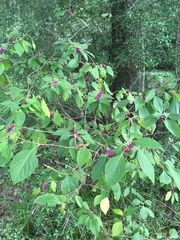 Callicarpa americana