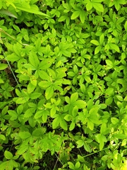 Potentilla simplex