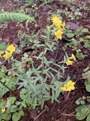 Lithospermum cobrense