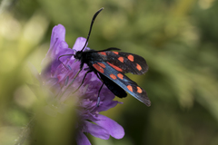 Zygaena