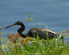 Egretta tricolor