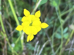 Lotus corniculatus