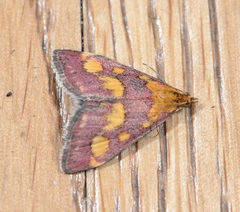 Pyrausta purpuralis