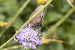 Erebia