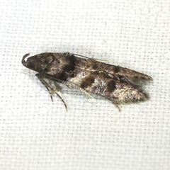 Stilbosis tesquella