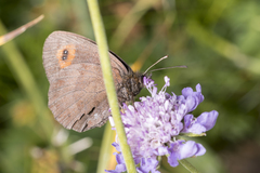 Erebia