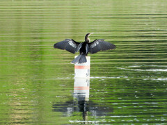 Anhinga anhinga
