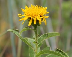 Pentanema spiraeifolium