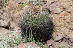 Echinofossulocactus