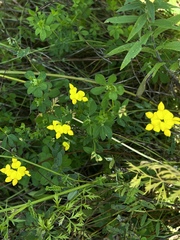 Lotus corniculatus