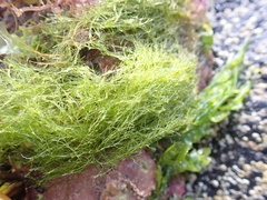 Ulva intestinalis
