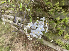 Solanum laxum