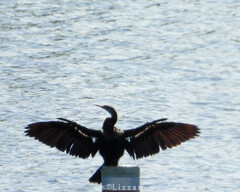 Anhinga anhinga