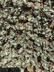 Euphorbia albomarginata