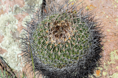 Echinofossulocactus