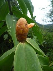 Costus scaber
