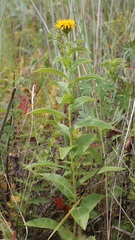Pentanema spiraeifolium