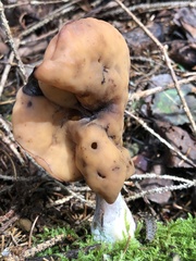 Gyromitra