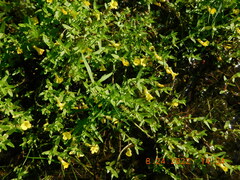 Gratiola aurea