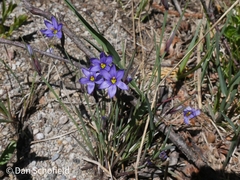 Sisyrinchium