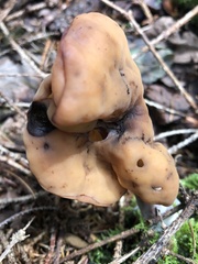 Gyromitra