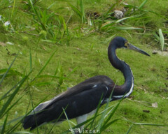 Egretta tricolor