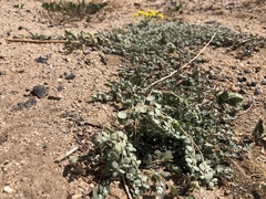 Euphorbia albomarginata