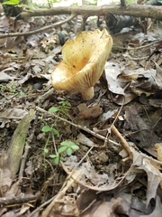 Russulaceae