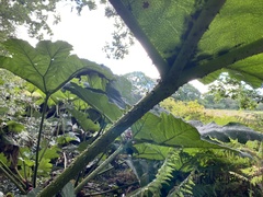 Gunnera