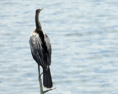 Anhinga anhinga
