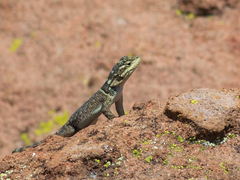 Sceloporus minor