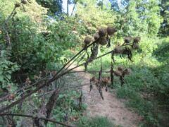 Arctium lappa