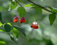 Euonymus verrucosus