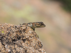 Sceloporus minor