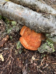 Trametes cinnabarina