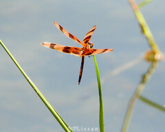 Celithemis eponina