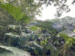 Gunnera