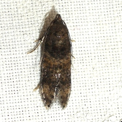 Stilbosis tesquella