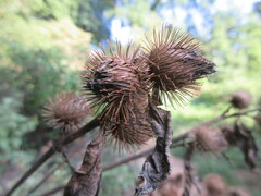 Arctium lappa