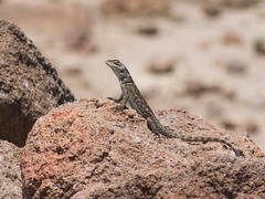 Sceloporus