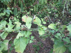 Arctium lappa